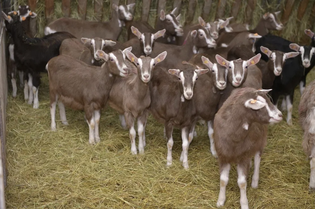 «АгриВолга» (входит в группу «Агранта») начала продажи органического мяса козлят, с октября поставки станут регулярными, сообщила компания