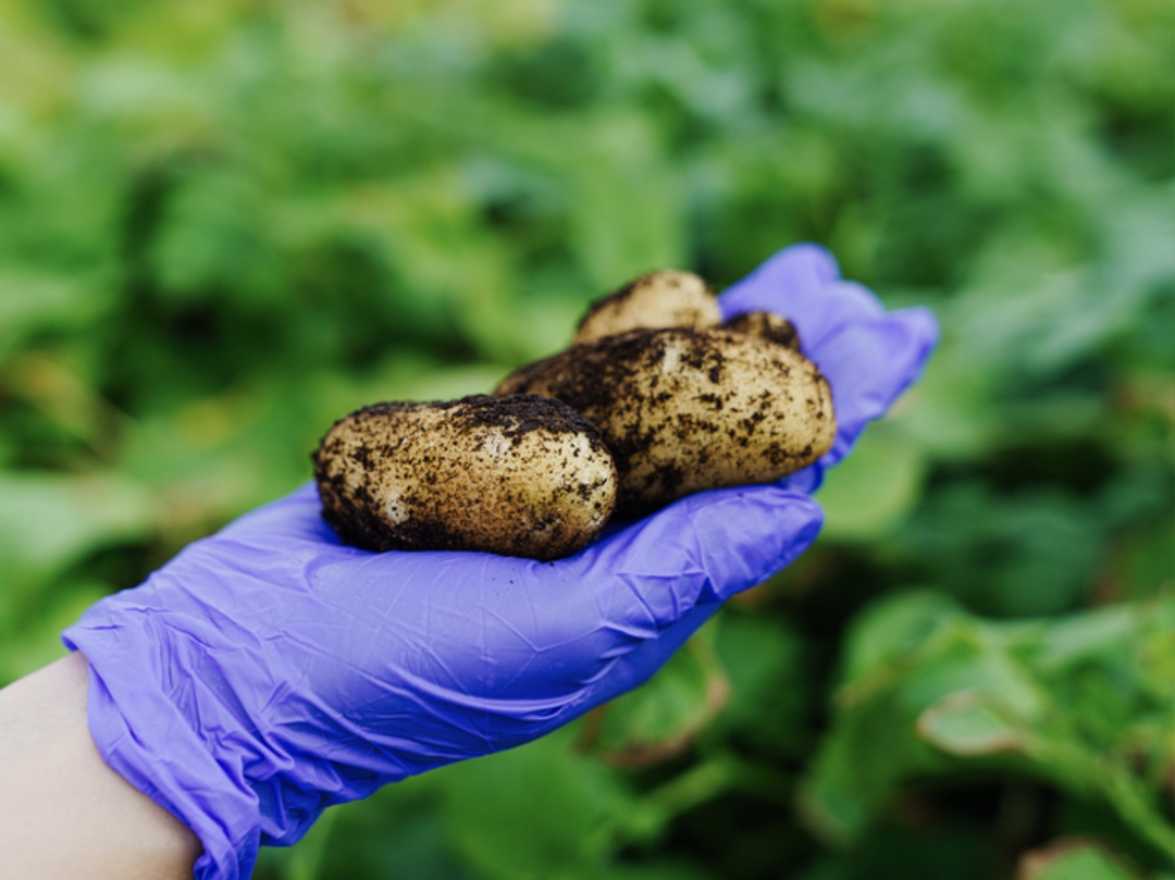 «Мираторг» сообщил о высадке в открытый грунт первого урожая мини-клубней картофеля, собранного в 2024 году в тепличных комплексах компании в Калининграде, а…