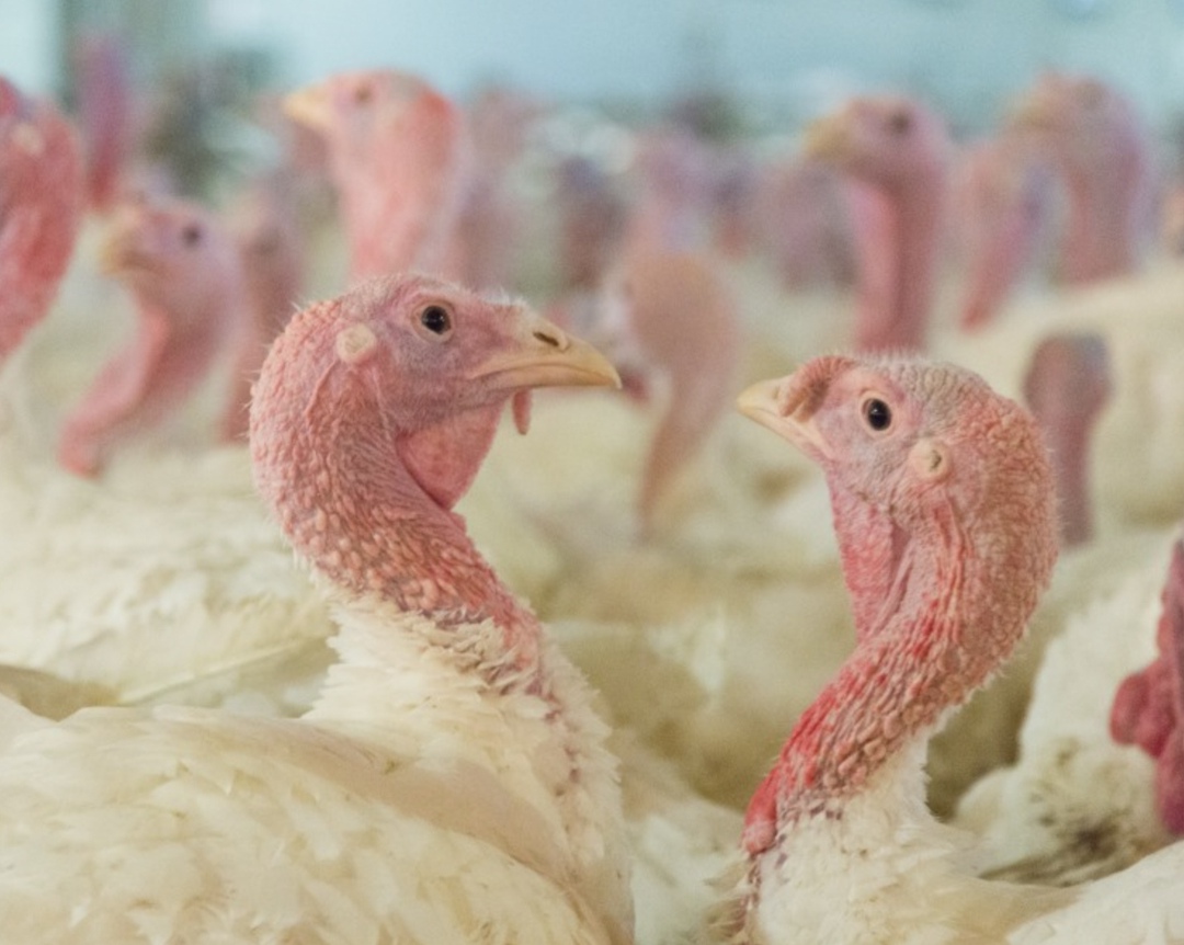 С 2015 по 2024 год производство мяса индейки в России почти утроилось, в то время как в большинстве стран мира оно стагнирует или падает на фоне снижения…