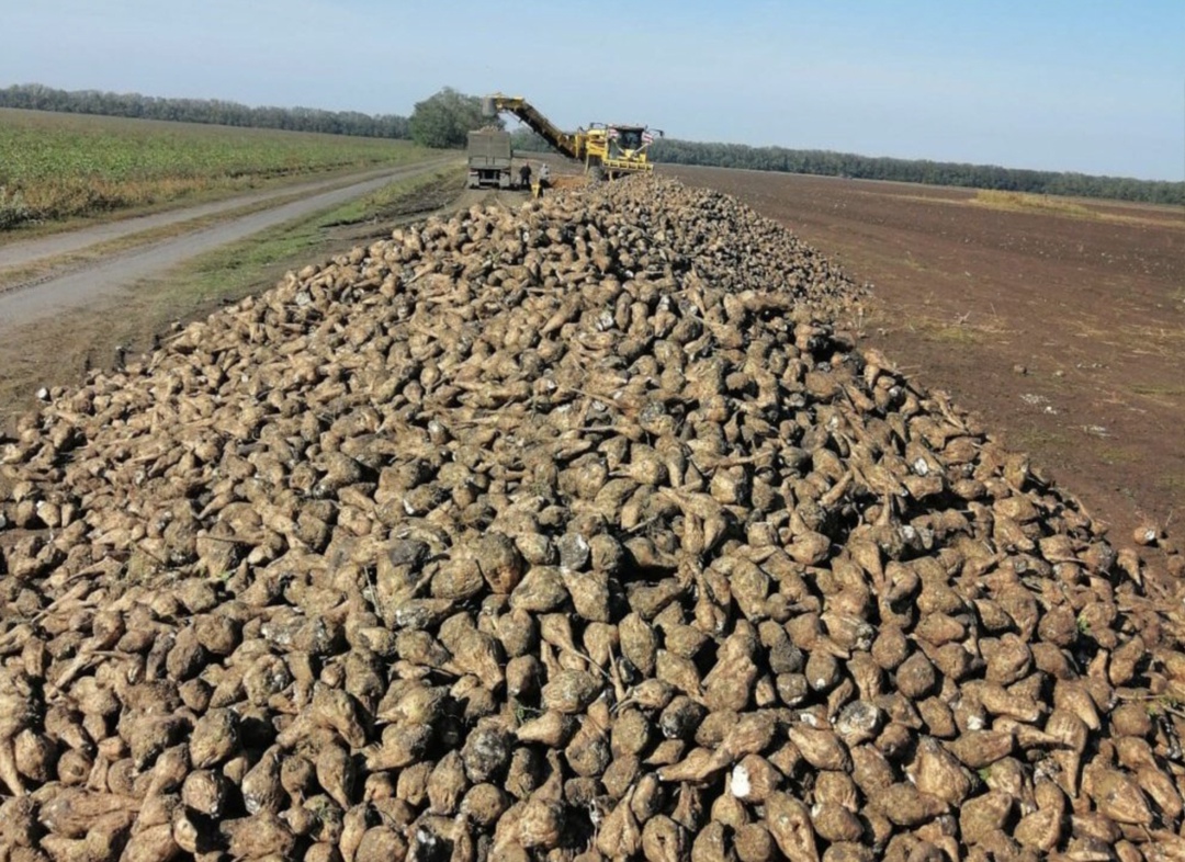 Прототип отечественного свеклоуборочного комбайна может появиться в 2026 году, сообщила на итоговом заседании коллегии Минсельхоза глава ведомства Оксана Лут.…