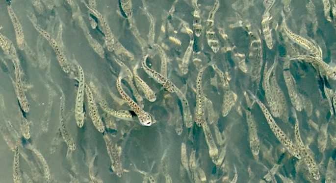 Энергетики Владивостокской ТЭЦ-2 и Партизанской ГРЭС выпустили в реки юга Приморского края свыше миллиона мальков кеты – ценной промысловой рыбы семейства…