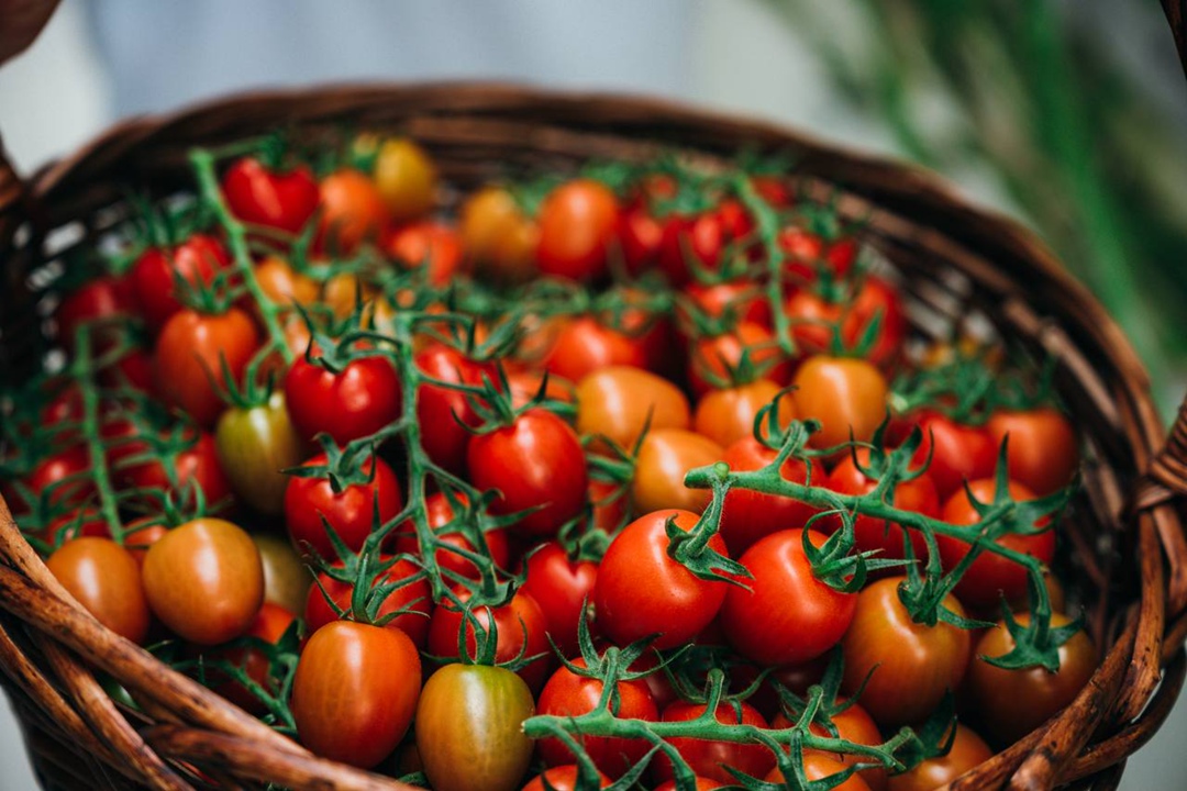 Тепличный комплекс «Чегем Агро» (АПХ «ЭКО-культура») из Кабардино-Балкарской Республики стал первым производителем «зеленой продукции» в регионе.…