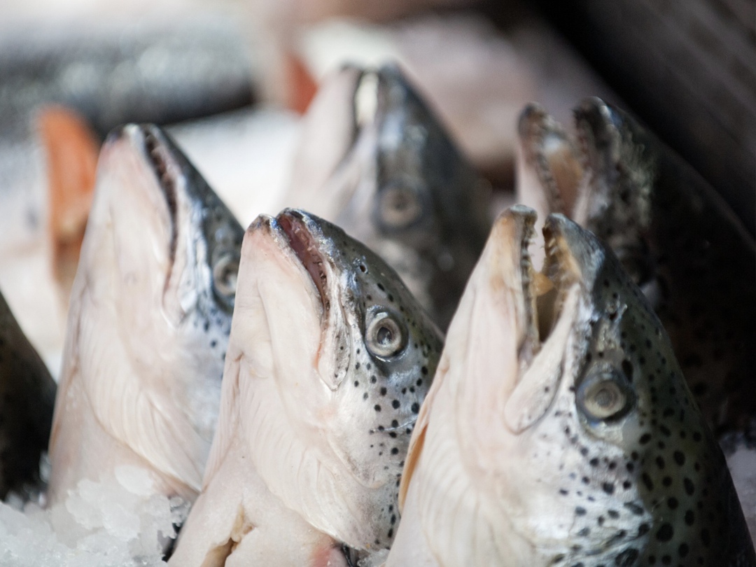 В прошлом году уровень самообеспеченности рыбой достиг 138%, рассказал заместитель председателя правительства Дмитрий Патрушев на итоговой коллегии…