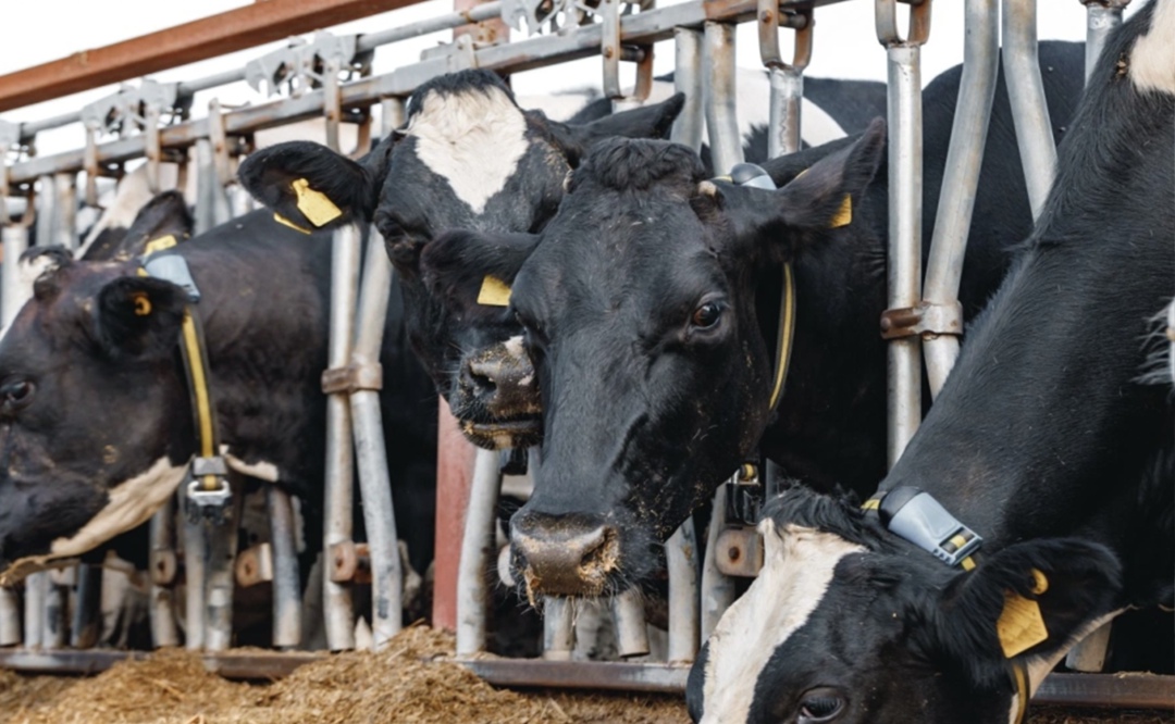 Краснодарский край планирует расширять программу геномной селекции крупного рогатого скота в рамках развития молочного животноводства, рассказал губернатор…