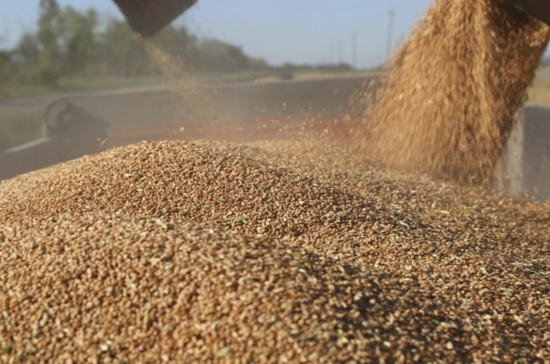 Урожай зерна в этом году может составить 132-138 млн т, включая 85-90 млн т пшеницы