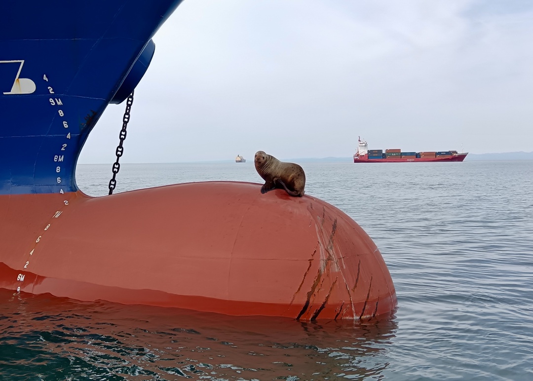 На носу лето/июнь/выходные/сивуч. Выберите подходящий вариант