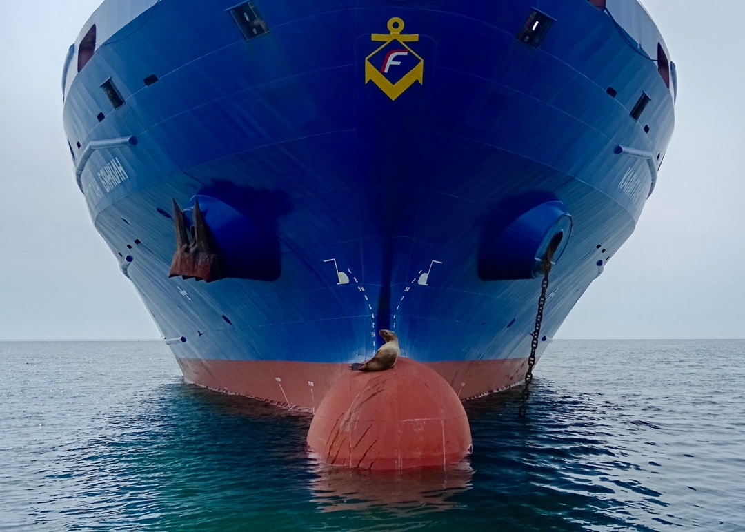 На носу лето/июнь/выходные/сивуч. Выберите подходящий вариант