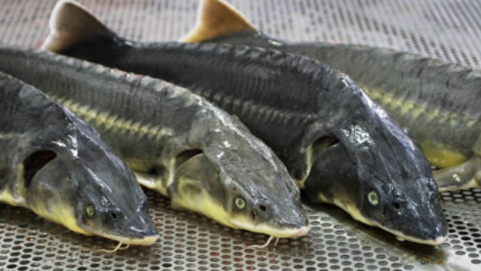 КФХ «Луховицкая Акваферма» запустила в Луховицком округе Подмосковья ферму по разведению и выращиванию осетра мощностью 9 т в год, инвестиции в проект…