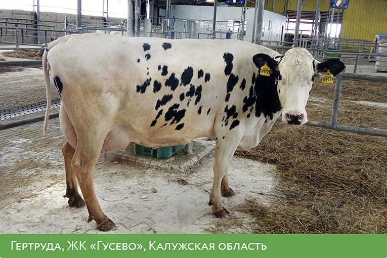 Минсельхоз Калужской области решил сделать своим талисманом корову по кличке Гертруда (сокращение от «Герой труда») с фермы племенного хозяйства «ЭкоНивы»