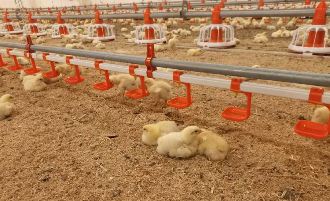 «Продо Птицефабрика Сибирская» (Омская область, входит в группу «Продо») планирует инвестировать 255 млн руб. в реконструкцию площадки выращивания. В рамках…