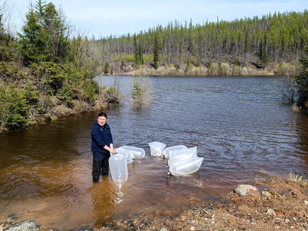 АЛРОСА открыла сезон зарыбления рек. Специалисты Экологического центра АЛРОСА совместно с Чернышевским рыбоводным заводом выпустили в реку Вилюй 789 280 штук…