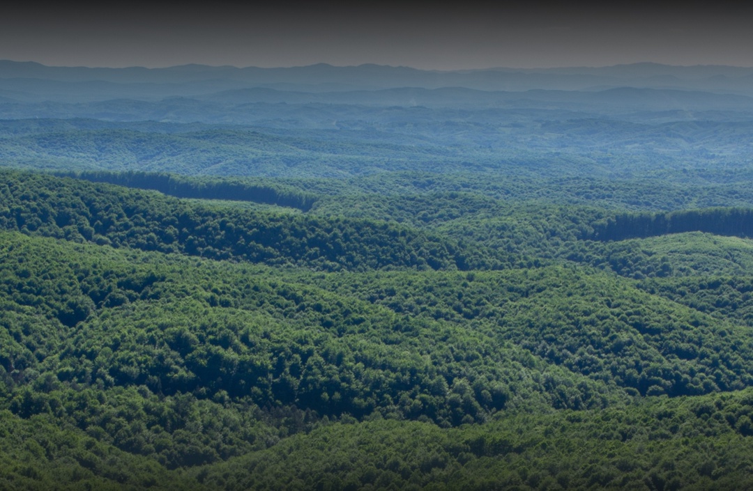 Для повышения эффективности лесопользования и усиления мер по охране лесов от незаконных рубок Рослесхозом в 2025 году площадь мониторинга определена в 300 млн…
