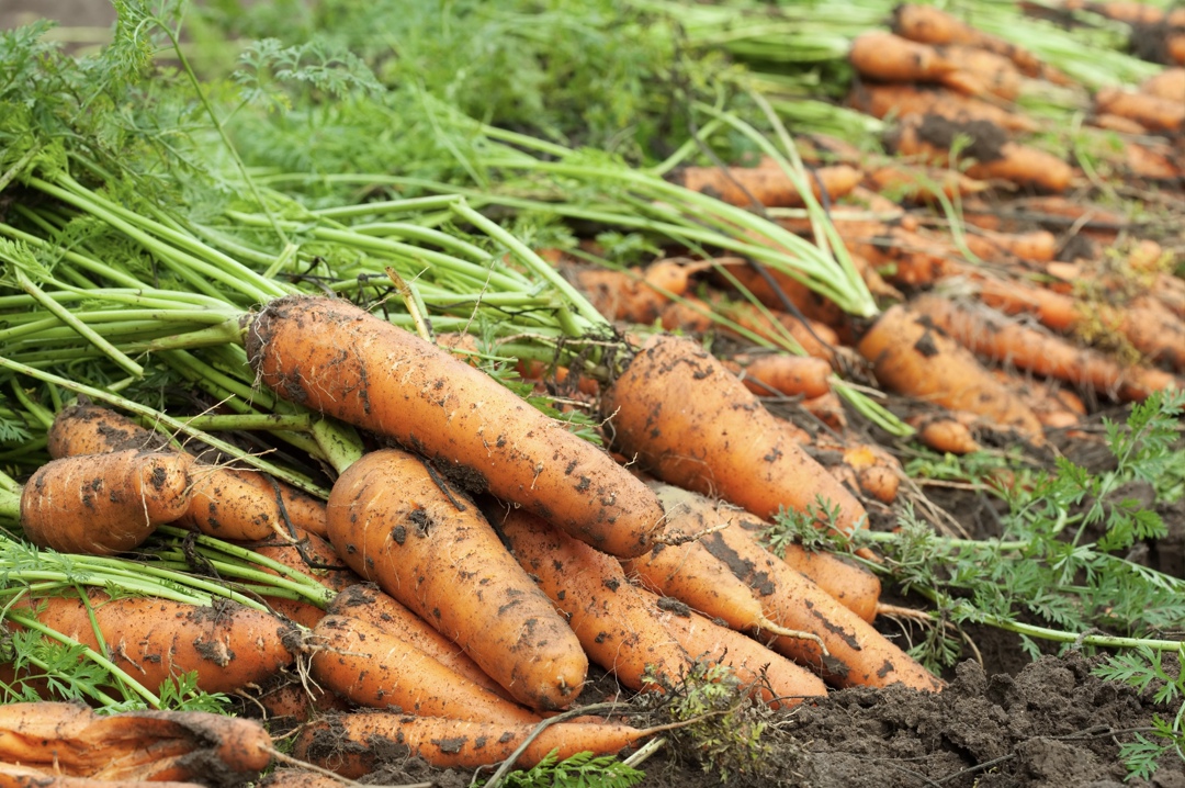 «Магнит» продал хозяйство «Москва на Дону» «Усманскому агрокомплексу», следует из ЕГРН. Последний через ООО «Агродом» в равных долях контролируют совладельцы…