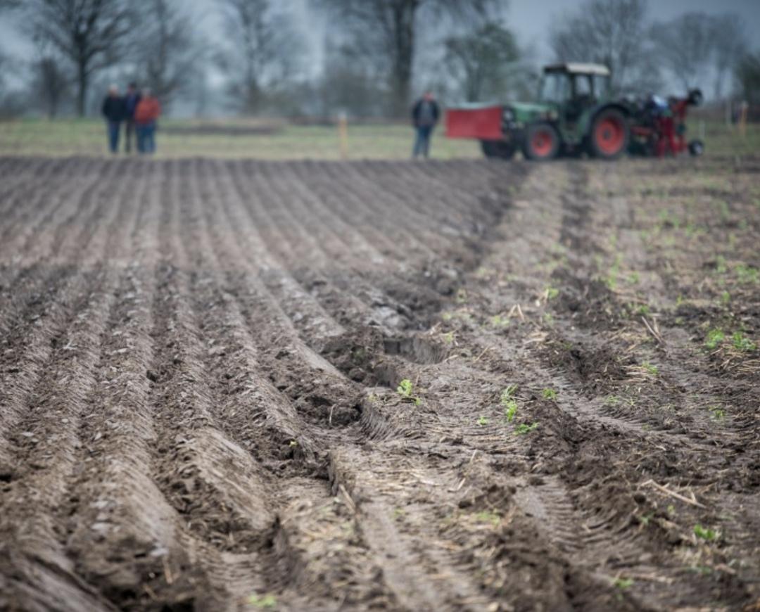 Согласно предварительным выводам, сделанным на основе спутникового мониторинга посевов, этот год вряд ли станет рекордным по урожайности озимой пшеницы в…