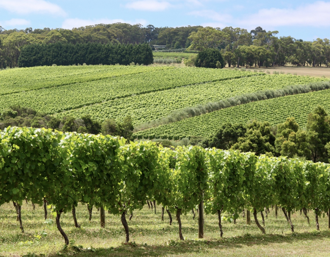 В Ростовской области в этом году планируют заложить около 100 га новых виноградников, в том числе автохтонные сорта: «Красностоп Золотовский», «Цимлянский…