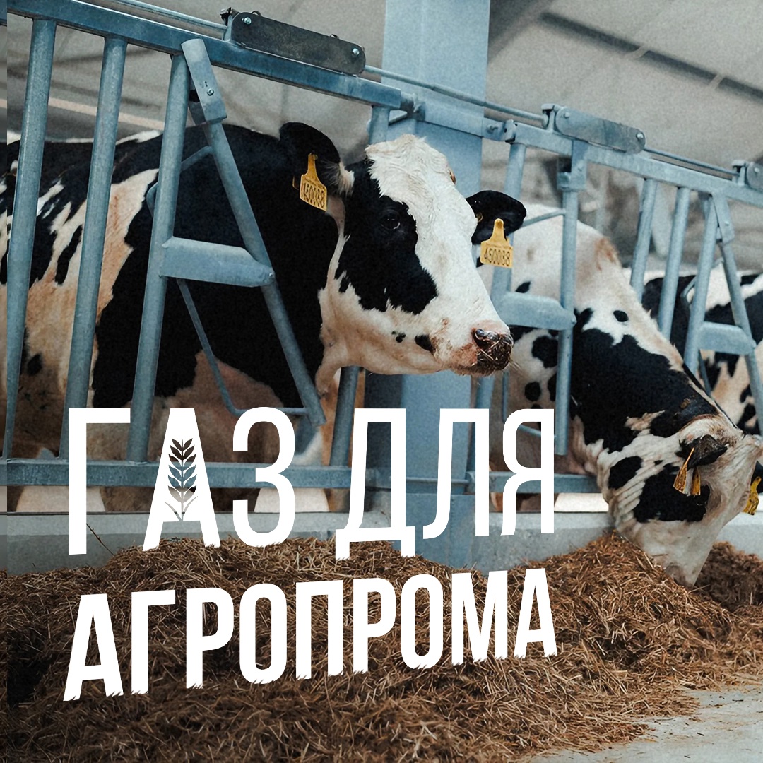 Природный газ все активнее используется в сельском хозяйстве. Он заменяет дрова, уголь и мазут там, где нужна энергия и стабильное тепло