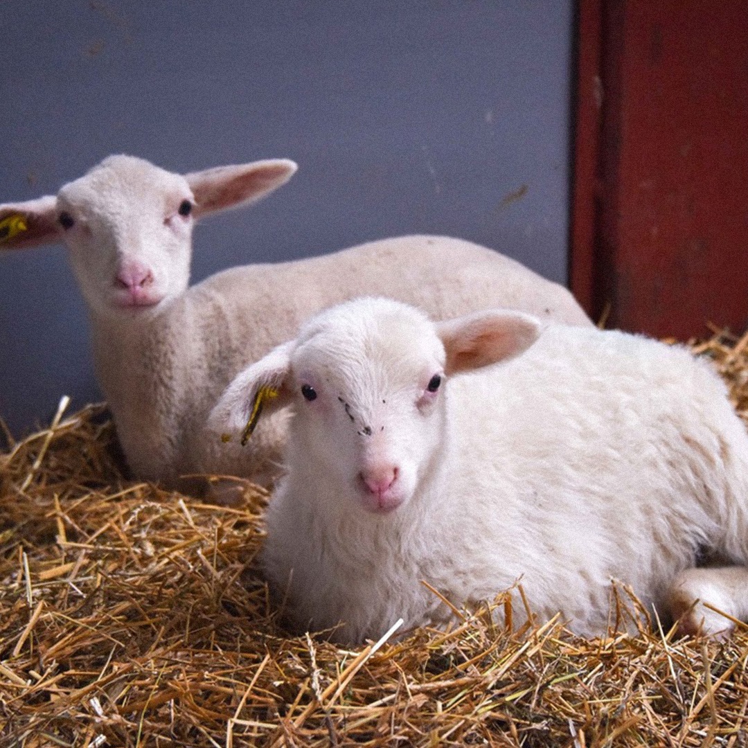 Природный газ все активнее используется в сельском хозяйстве. Он заменяет дрова, уголь и мазут там, где нужна энергия и стабильное тепло
