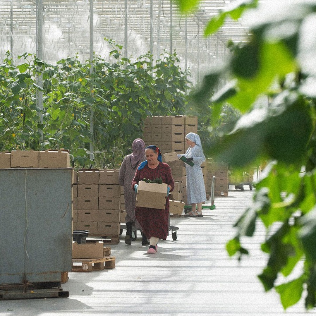 Природный газ все активнее используется в сельском хозяйстве. Он заменяет дрова, уголь и мазут там, где нужна энергия и стабильное тепло