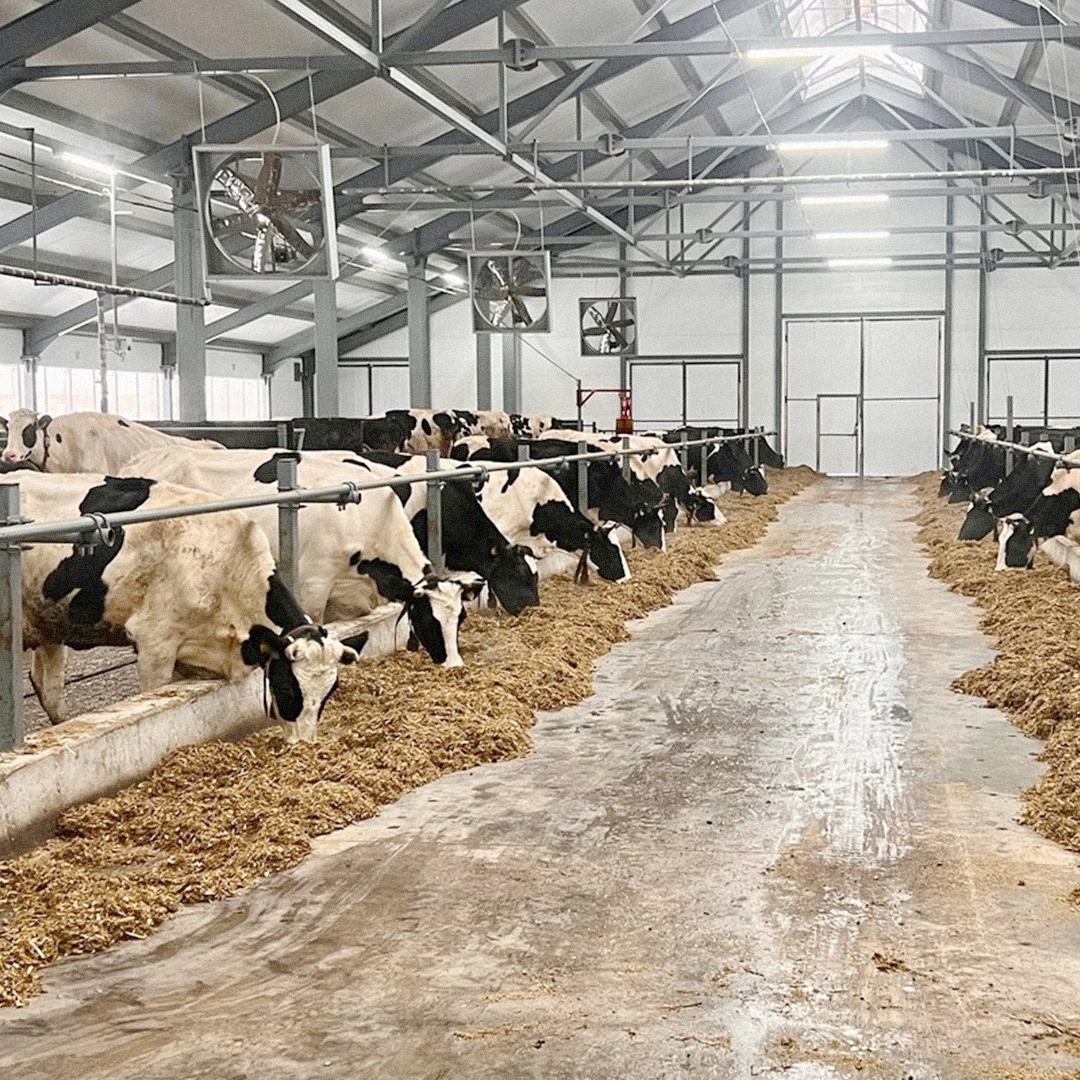 Природный газ все активнее используется в сельском хозяйстве. Он заменяет дрова, уголь и мазут там, где нужна энергия и стабильное тепло