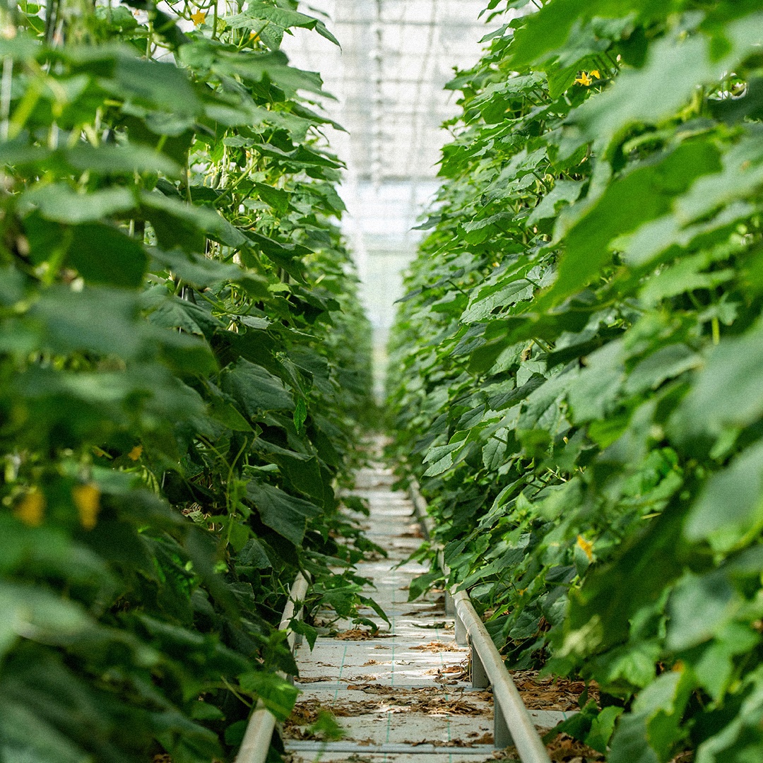 Природный газ все активнее используется в сельском хозяйстве. Он заменяет дрова, уголь и мазут там, где нужна энергия и стабильное тепло