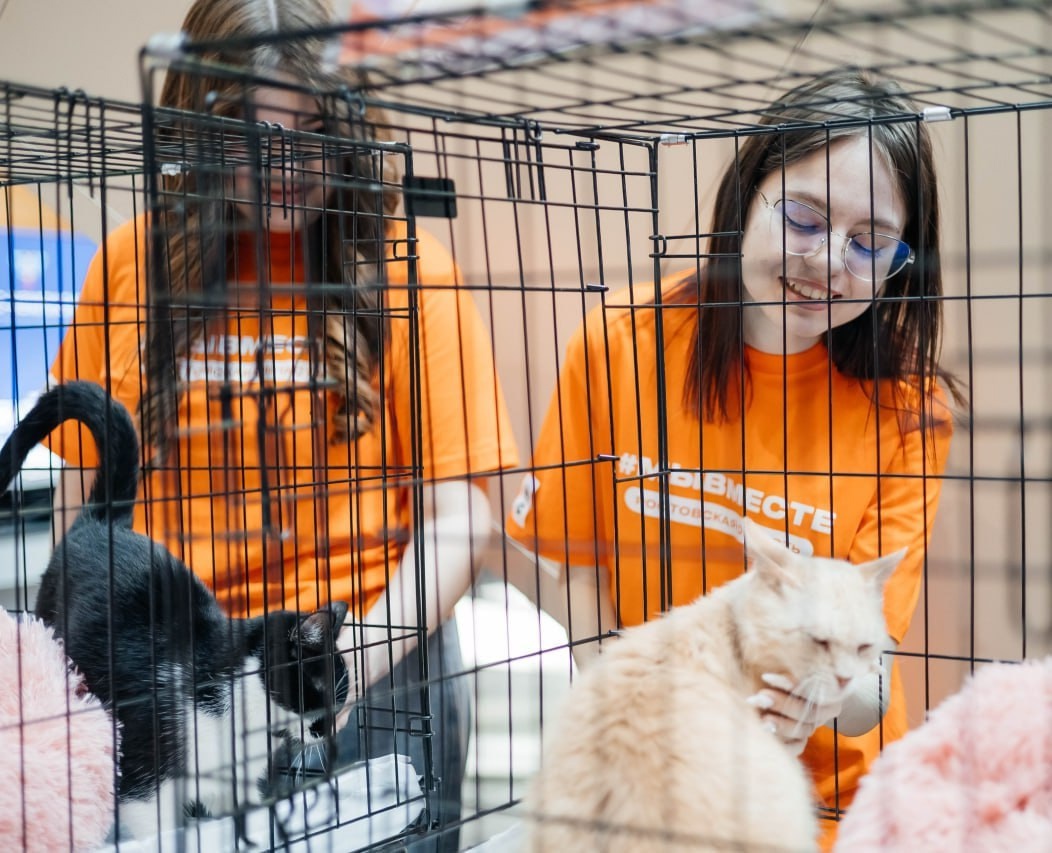 Открыт прием заявок на получение нагрудного знака «Доброволец России» за волонтерскую деятельность