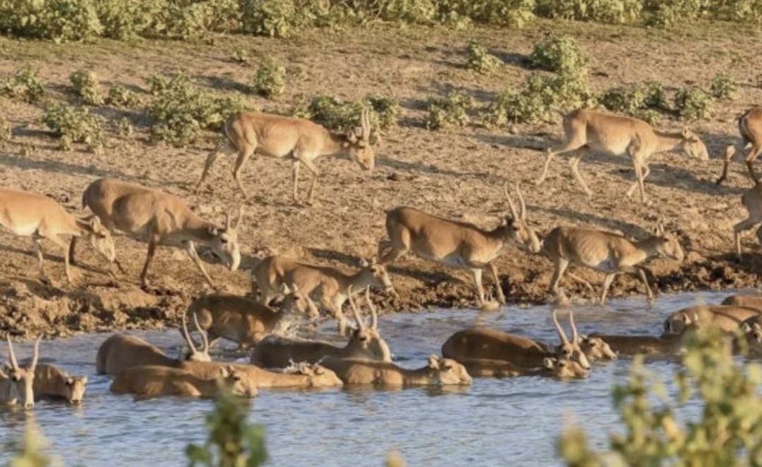 В ряде районов Саратовской области создаются специальные комиссии для оценки ущерба от миграции сайгаков, сообщил Минсельхоз региона
