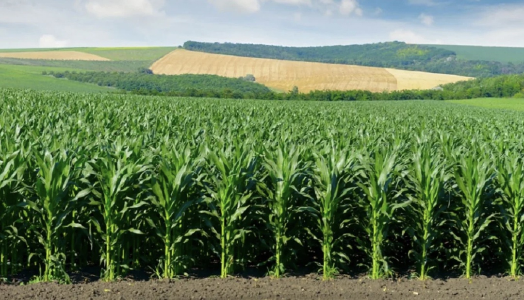 Краснодарский край за три года увеличил площади под семенным подсолнечником и кукурузой в 1,8 раза, до почти 10 тыс. га и свыше 26 тыс. га соответственно,…