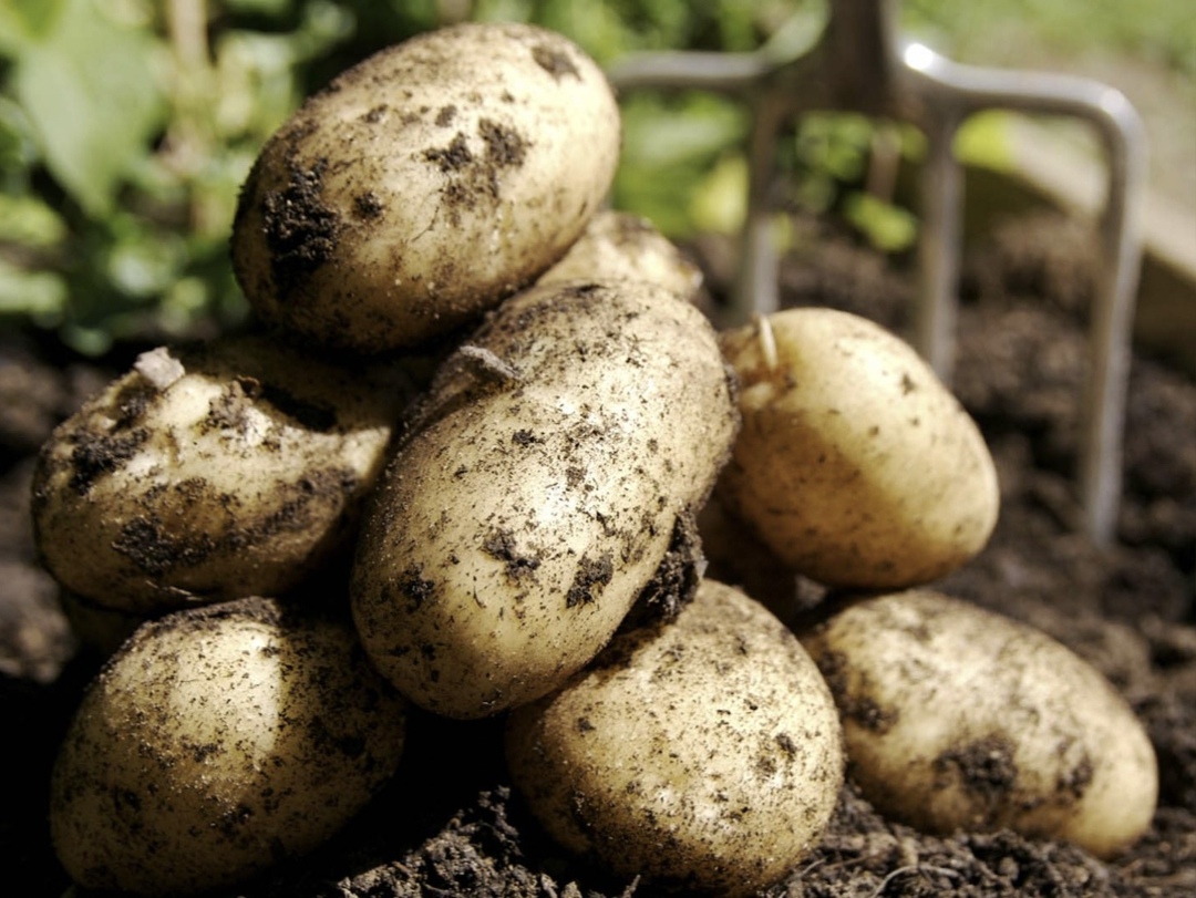 Ряд южных регионов уже приступили к выборочной копке картофеля нового урожая, в их числе – Кабардино-Балкария, Ставропольский и Краснодарский края. «Полагаем,…