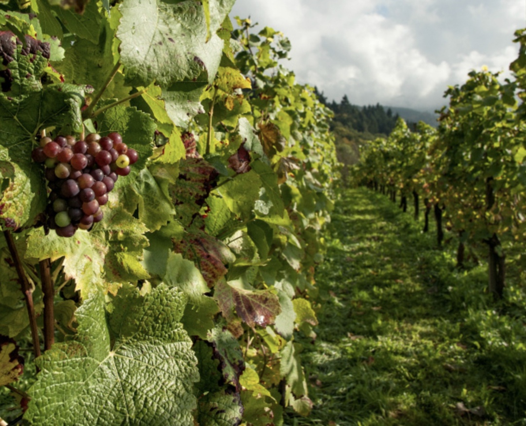 Неблагоприятные погодные условия оказали влияние на отрасль виноградарства, однако ситуация не критичная по сравнению с 2024 годом, сообщила заместитель…