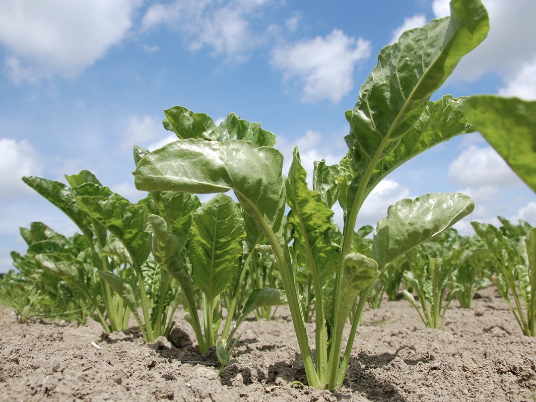 По данным аналитической службы Союзроссахара, по состоянию на 2 июня в России было посеяно 1174,28 тыс. га сахарной свеклы, что на 54,8 тыс. га выше уровня…