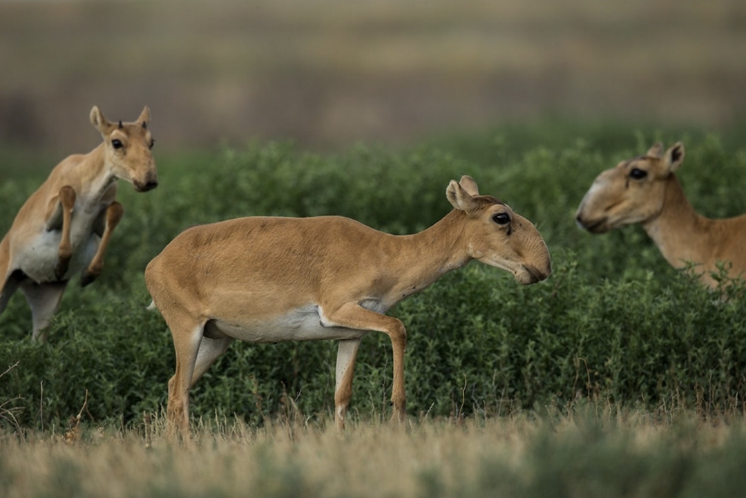Фермерам Саратовской области, хозяйства которых пострадали от сайгаков, из регионального бюджета будут компенсированы понесенные в ходе посевной кампании…