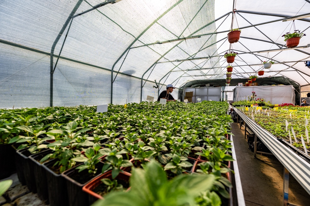 Внутри зеленого мира «Татнефти» Теплицы при школьных биолабораториях — это увлекательный мир, в котором можно не только изучать науку, но и самому…