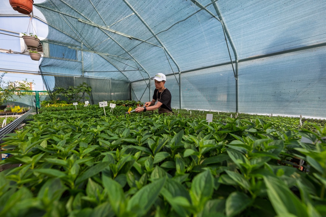 Внутри зеленого мира «Татнефти» Теплицы при школьных биолабораториях — это увлекательный мир, в котором можно не только изучать науку, но и самому…