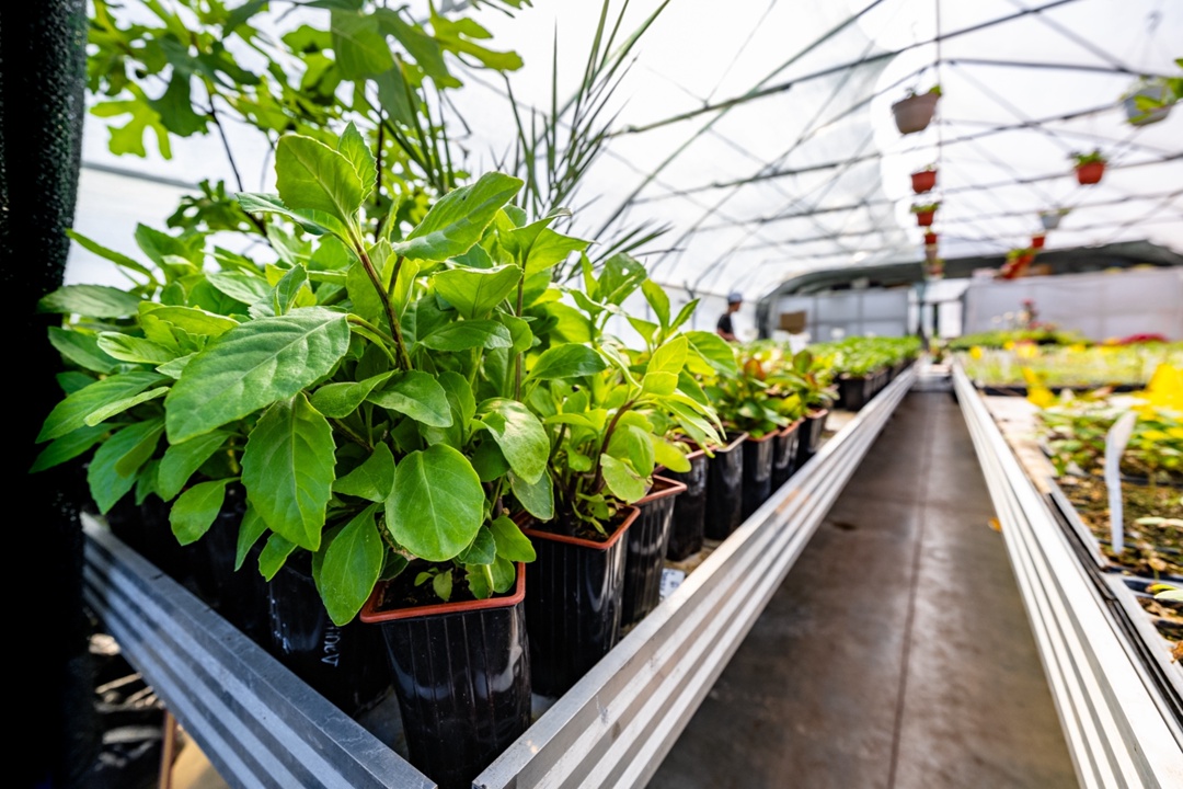 Внутри зеленого мира «Татнефти» Теплицы при школьных биолабораториях — это увлекательный мир, в котором можно не только изучать науку, но и самому…