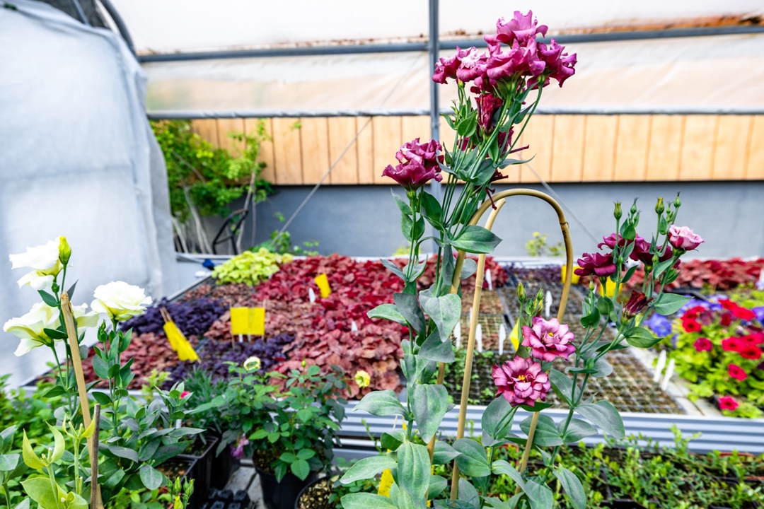 Внутри зеленого мира «Татнефти» Теплицы при школьных биолабораториях — это увлекательный мир, в котором можно не только изучать науку, но и самому…