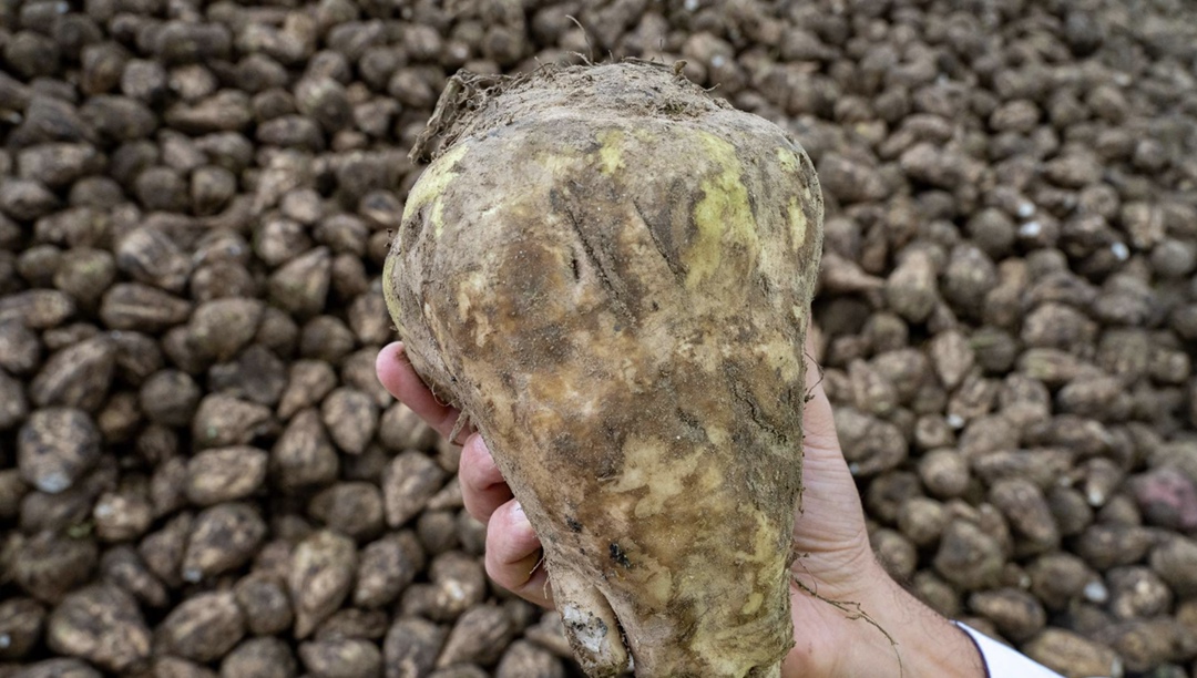 В Краснодарском крае из-за заморозков погибло 4,1 тыс. га сахарной свеклы, пишет ТАСС со ссылкой на Минсельхоз региона. Погибшие посевы пересеяны сахарной…