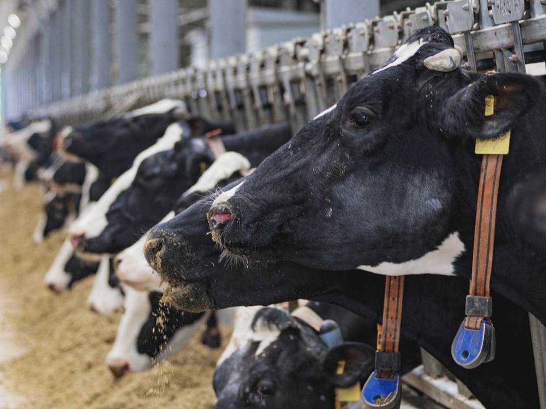 Компания «Милк-АгроИнвест» (входит в группу «Агроинвест») открыла в Липецкой области роботизированный животноводческий комплекс на 1,8 тыс. коров, сообщила…