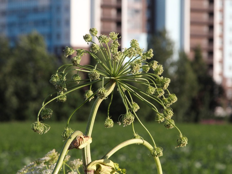 Двухэтапная обработка гербицидами «Августа» ускорит ликвидацию борщевика в населенных пунктах