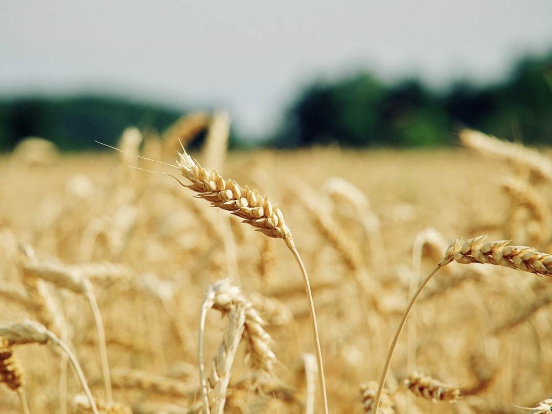 Аналитический центр «СовЭкон» повысил прогноз урожая пшеницы на 1,8 млн т, до 82,8 млн т на фоне хорошей погоды в южных регионах, таких как Ставропольский и…