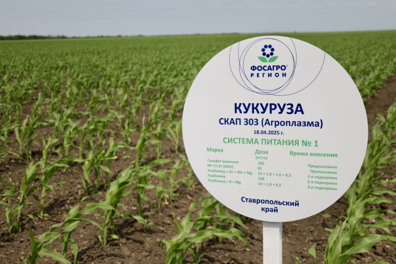 «ФосАгро-Регион» представила первые результаты испытаний системы питания для российских сортов и гибридов