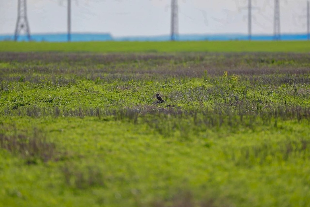 Путешествие совы из Мальты в Татарстан