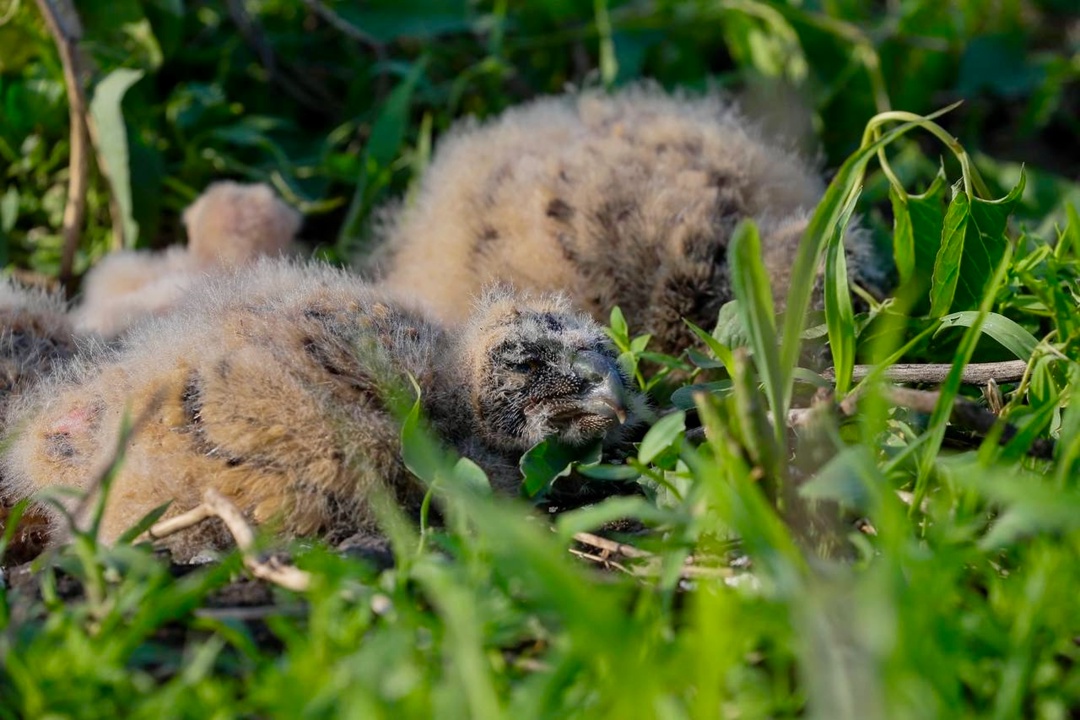 Путешествие совы из Мальты в Татарстан