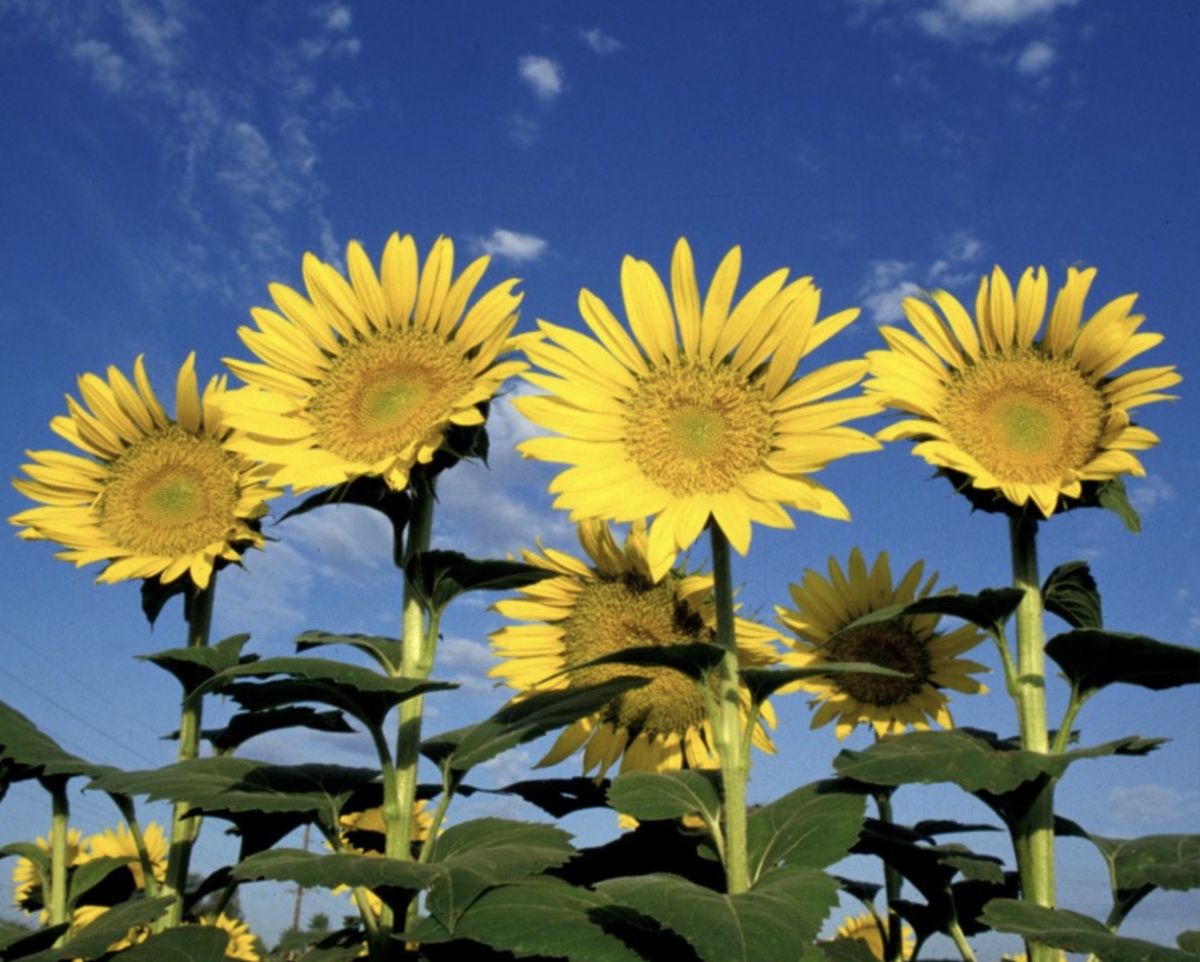 Площадь сева масличных в этом году может обновить рекорд и превысить 20 млн га, а их валовой сбор при отсутствии сильного погодного негатива – 31,3-32,3 млн т