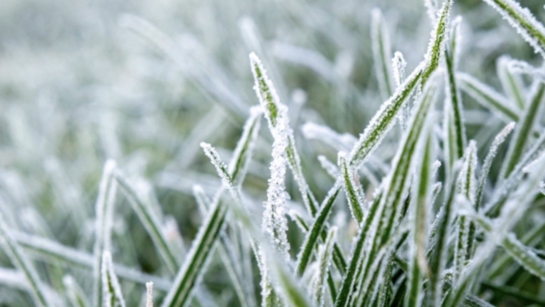 Ущерб, причиненный сельхозпроизводителям Ростовской области весенними заморозками, оценивается в 3,2 млрд руб., сообщила первый заместитель министра сельского…