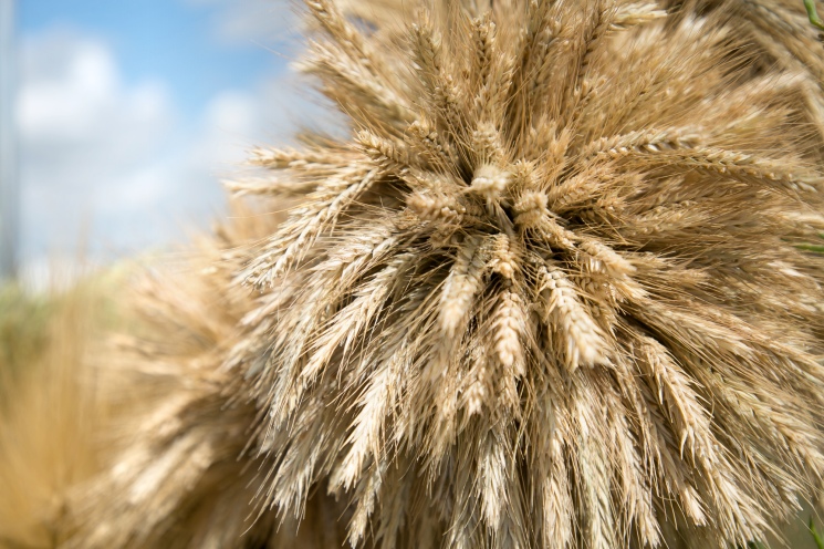 Агросектор вернется в плюс. Официальные прогнозы динамики отрасли выше, чем у профильных экспертов — Журнал «Агроинвестор»