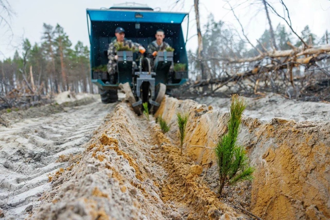 Новое дыхание Сибири! При поддержке ЛУКОЙЛа высадили тысяч сеянцев сосны и сибирского кедра на территории Урайского лесничества.