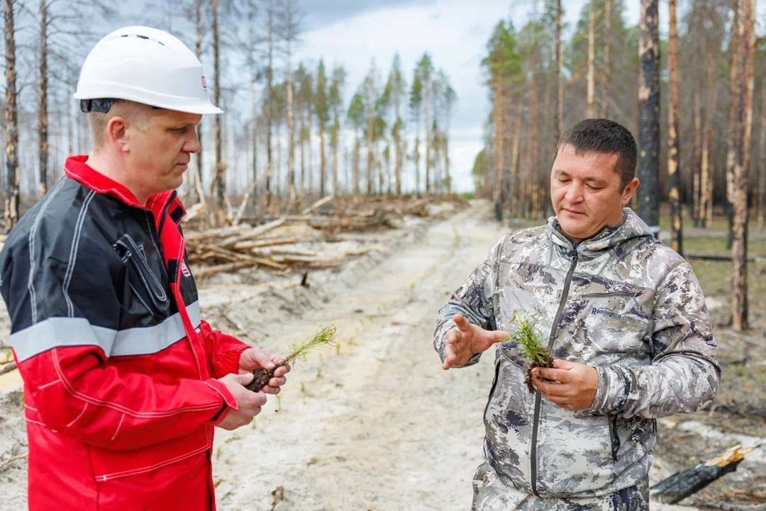 Новое дыхание Сибири! При поддержке ЛУКОЙЛа высадили тысяч сеянцев сосны и сибирского кедра на территории Урайского лесничества.