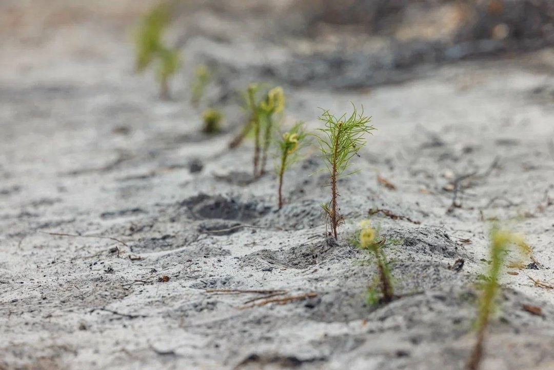 Новое дыхание Сибири! При поддержке ЛУКОЙЛа высадили тысяч сеянцев сосны и сибирского кедра на территории Урайского лесничества.