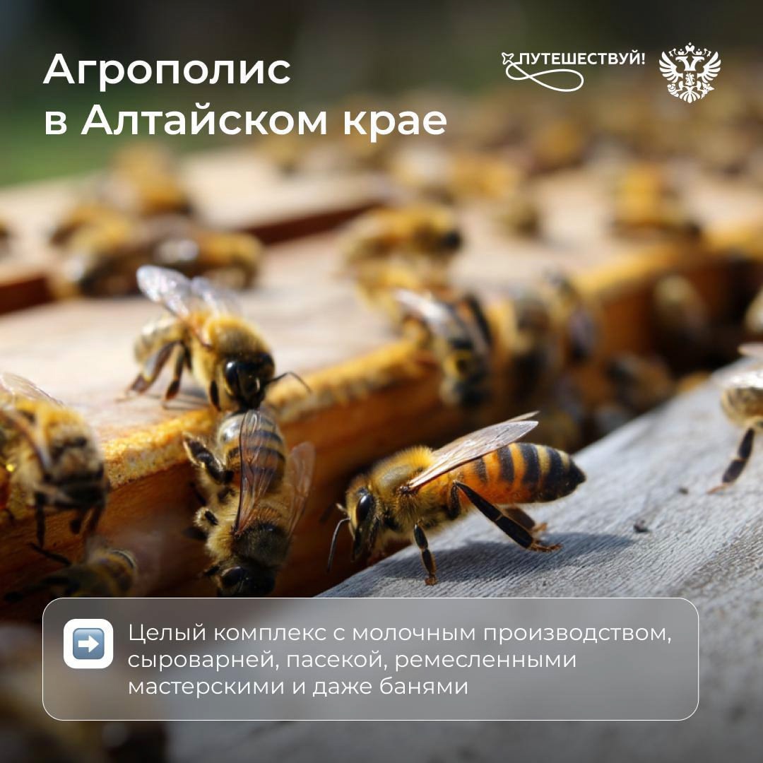 Поехал на сыроварню, посетил местную пасеку, отдохнул в глэмпинге на природе