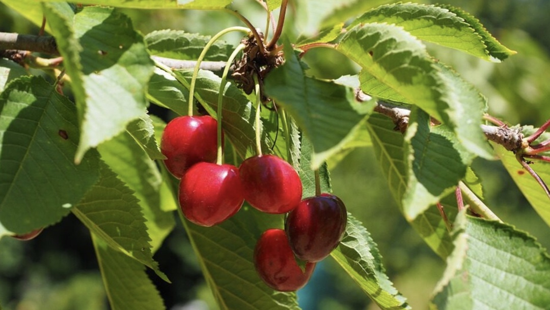 Ростовская компания «Агрофирма Донецкая Долина» заинтересовалась в проекте по выращиванию черешни на территории Ирана, пишет «РБК Ростов». В ходе бизнес-миссии…